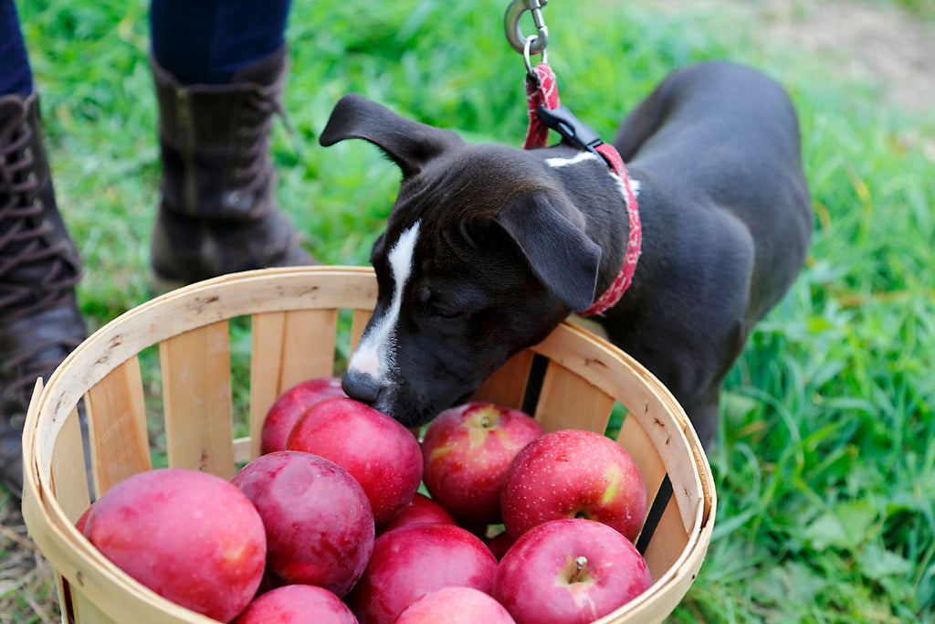 dog apple barrel portland pet food company