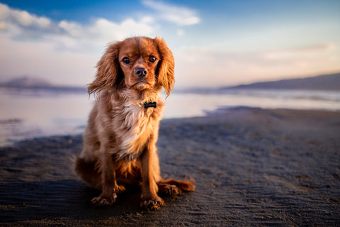 cute small dog on a beach