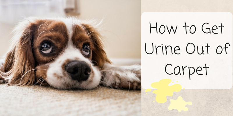 How to Get Urine Smell Out of Carpet – Odorklenz