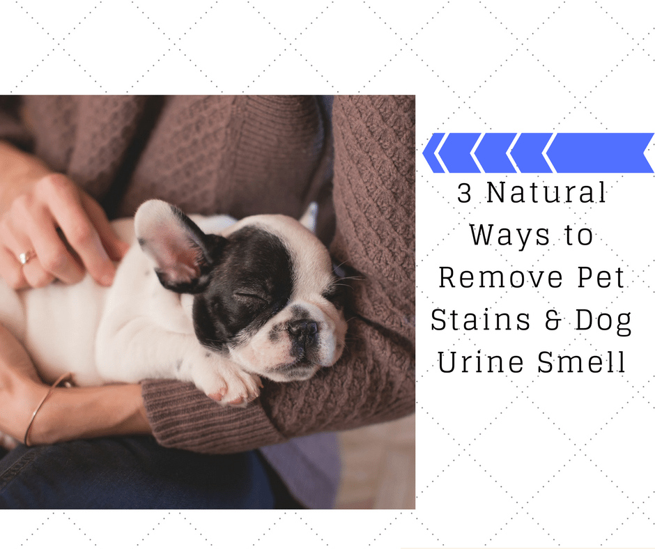 what neutralizes the smell of dog urine