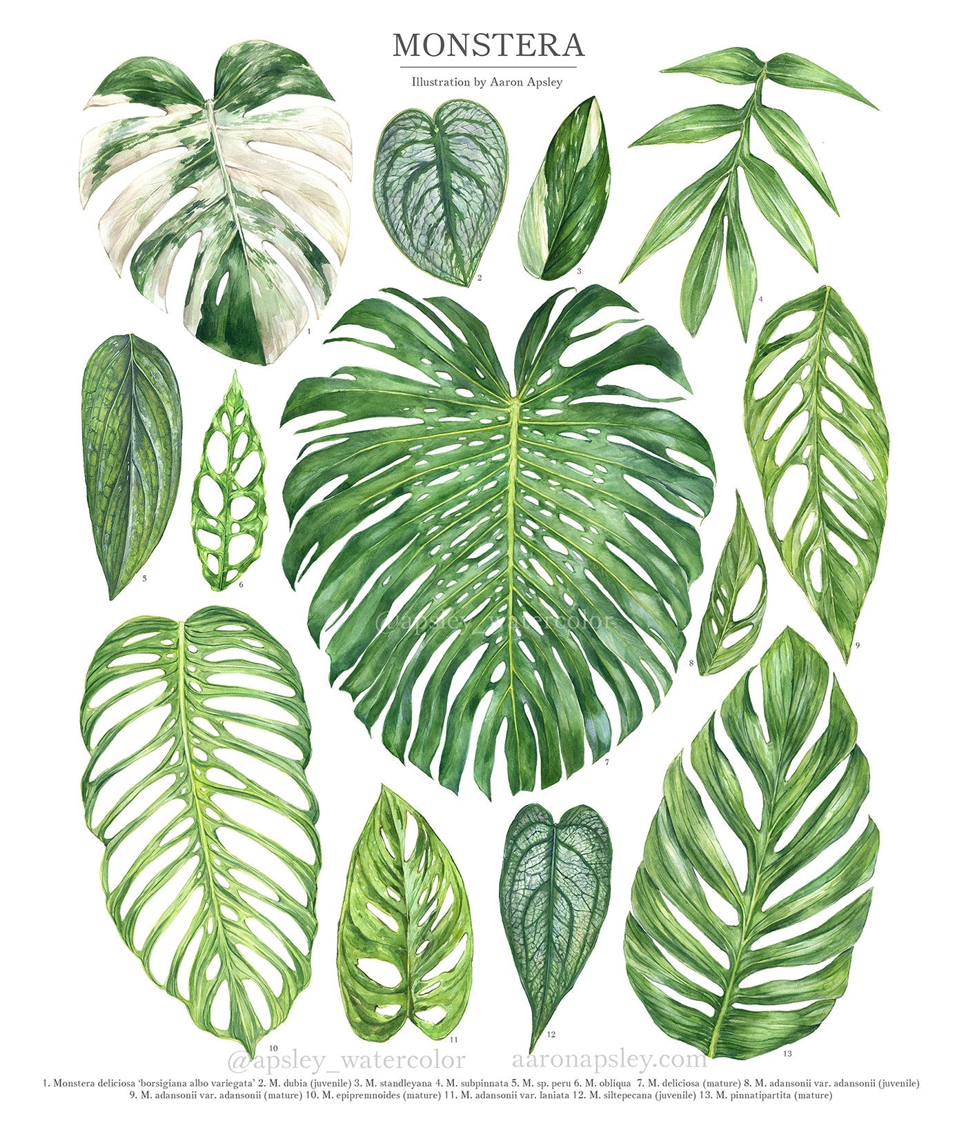 'SWISS CHEESE PLANT' - MONSTERA ADANSONII - Puritree