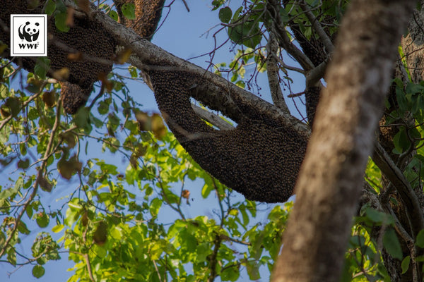 Honey & Spice Wild Bee Hive