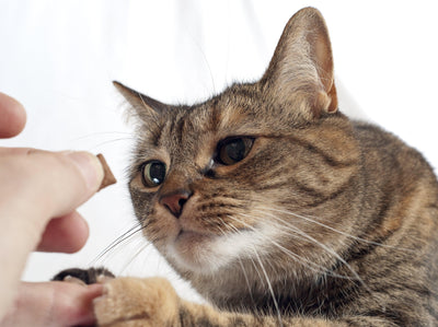 4 Tricks You Can Train Your Cat to Do