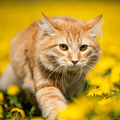 Should My Cat Have Dandelion?