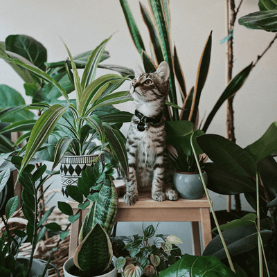Five Houseplants that are Purrrfect for Cat Owners