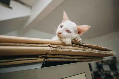 Why Does Your Cat Love Boxes?