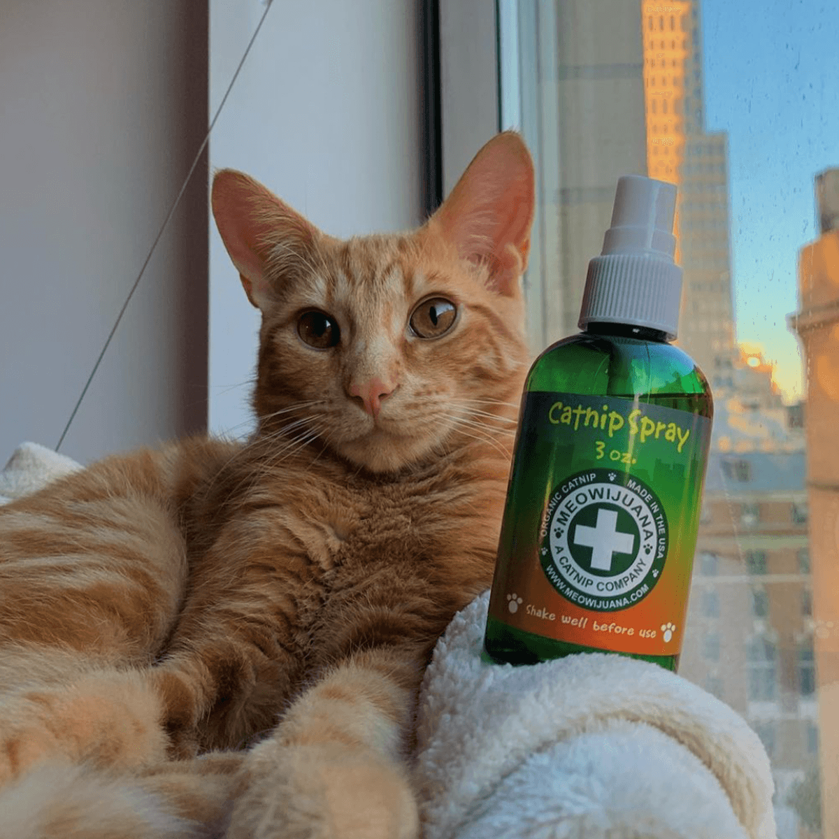 Catnip Spray, 3 oz Bottle