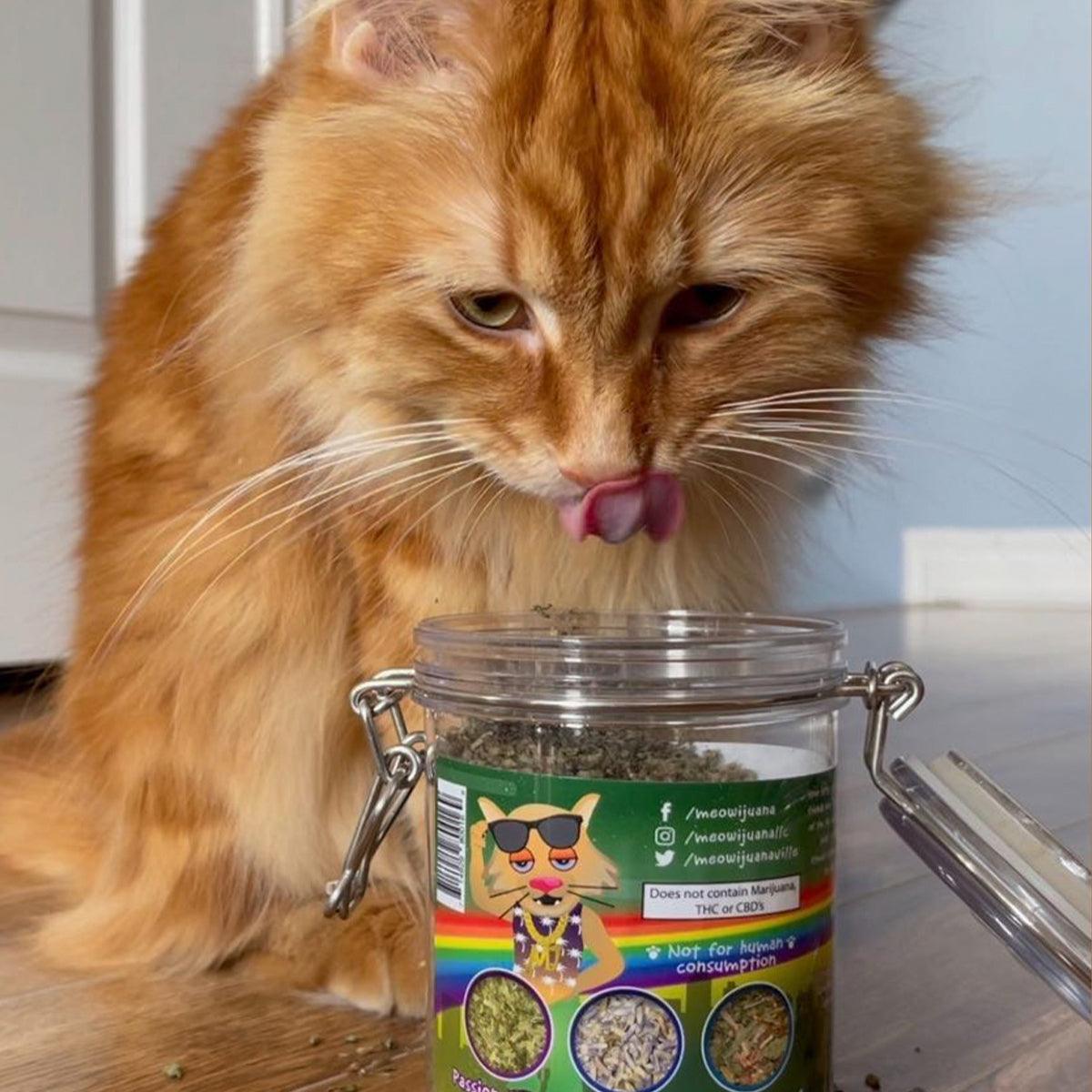 Jar of Catnip Pawty Mix