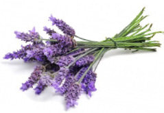 Lavender Flowers