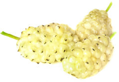 White Mulberries