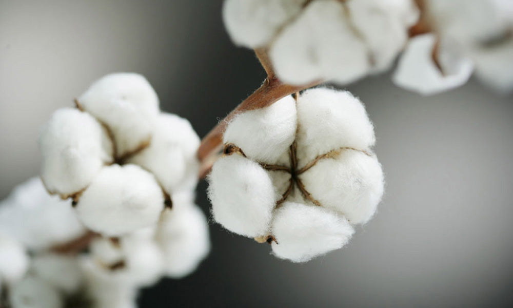 nui organic cotton