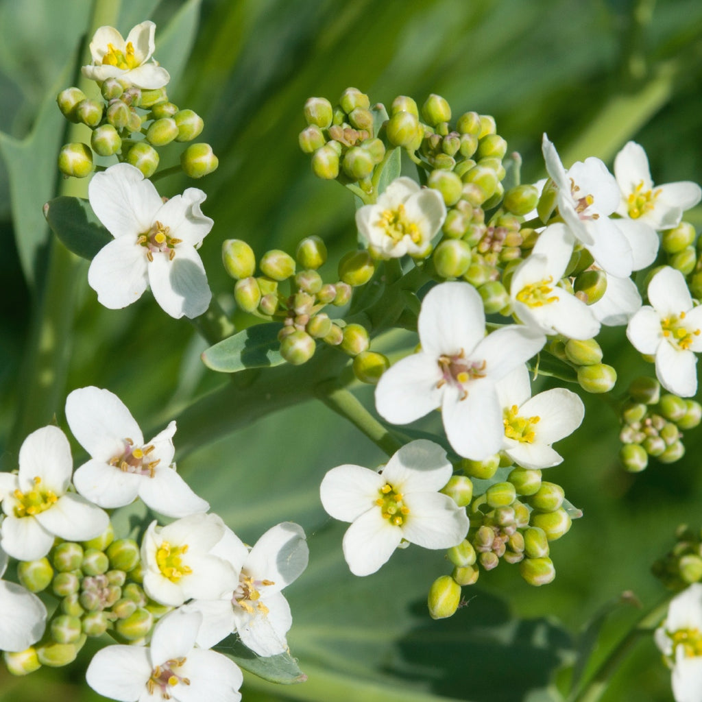 T'zikal Beauty Discover All Natural Haircare with Ojon Oil Crambe Abyssinica Seed Oil