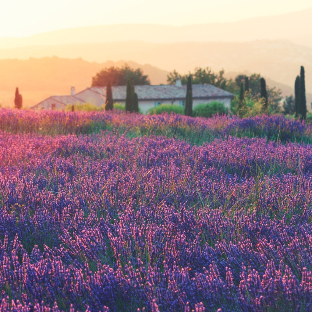 T'zikal All Natural Haircare Ingredient Spotlight Lavandula Angustifolia