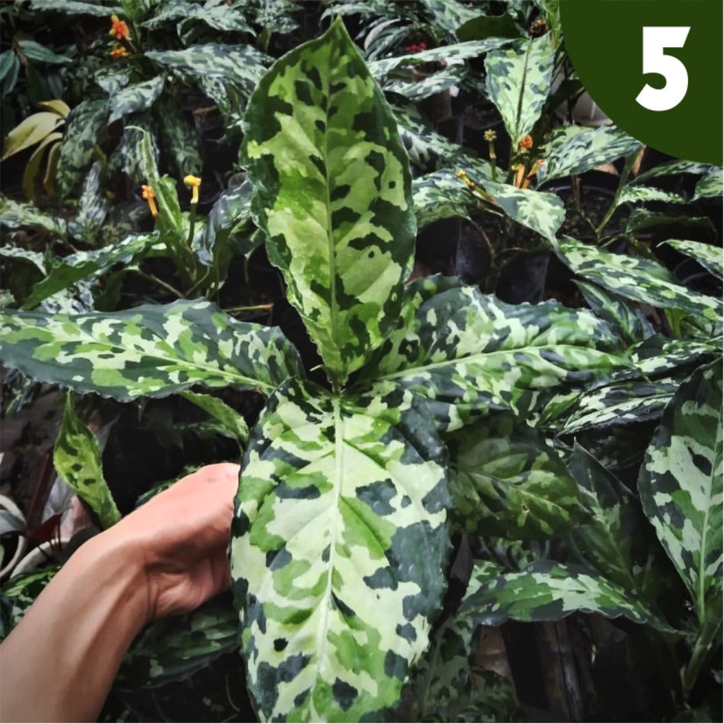 定番 〈LA便〉aglaonema pictum【LA0514-03】中株 植物/観葉植物 - www