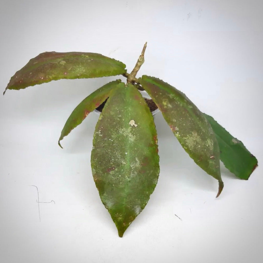 Hoya Undulata For Sale | Hoya Undulata Seeds – AROIDPLANT