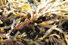Bladderwrack. The Seaweed Bath Co.