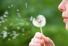 Blowing on a dandelion. The Seaweed Bath Co. 