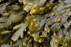 Seaweed Leaves. The Seaweed Bath Co.