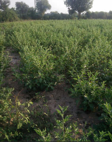 Fresh ashwagandha plants at the SuperFeast farm