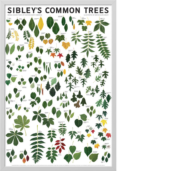 Sibley’s Common Trees of Eastern North America Poster Scott & Nix