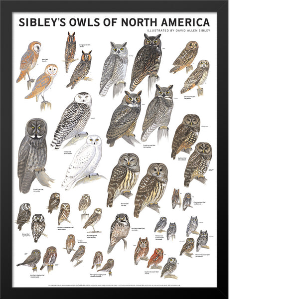 NORTHERN BARRED OWL GLOSSY POSTER PICTURE PHOTO PRINT bird hoot america 4530 