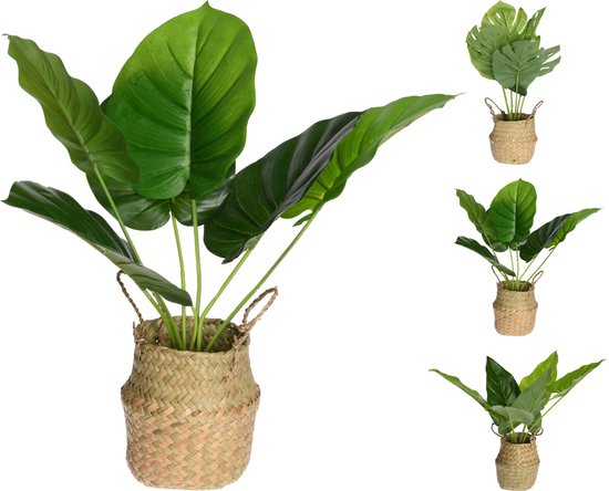 Plant - Plant in mand - 46 cm - 3 Varianten - Kunstplant beaubybo