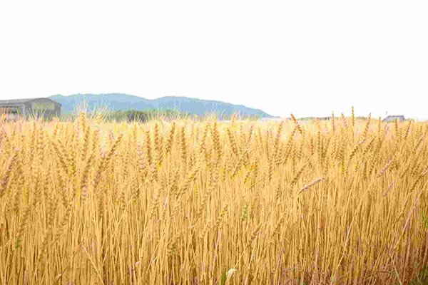 三重県産の小麦 イメージ写真