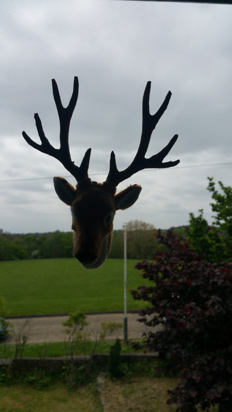 Deer in office window