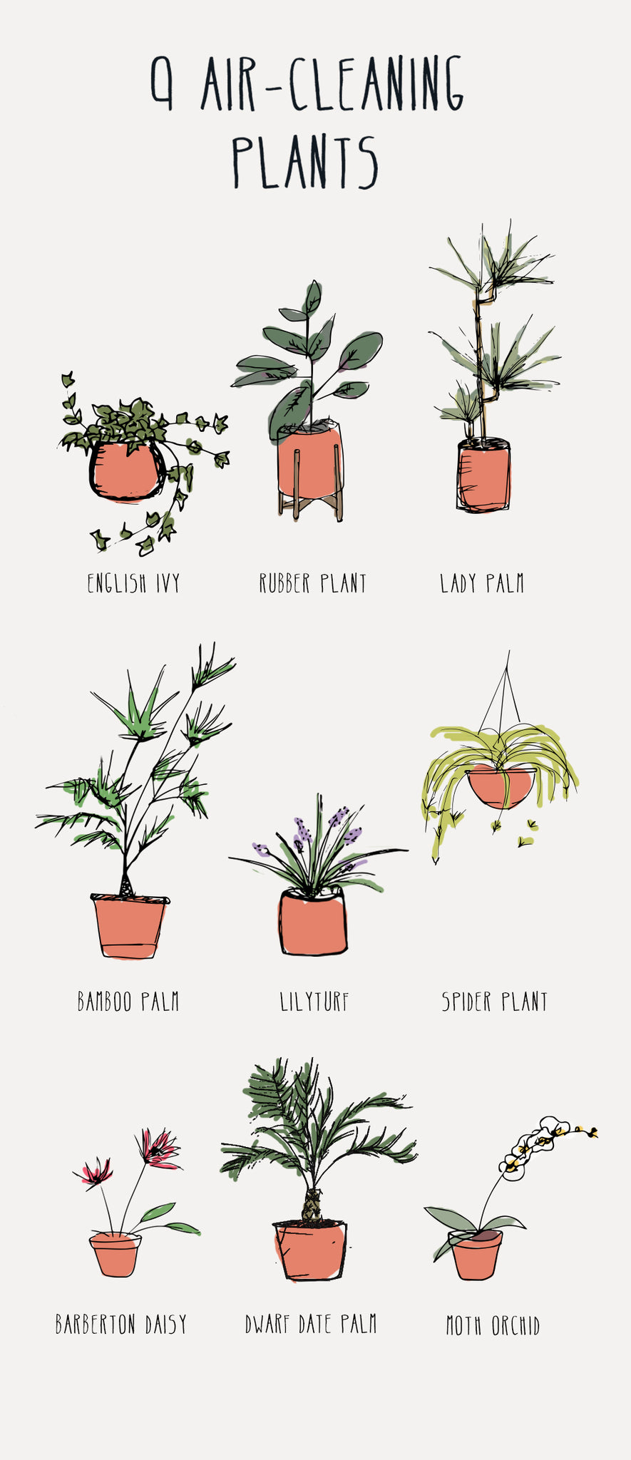 Best Air-Cleaning Plants