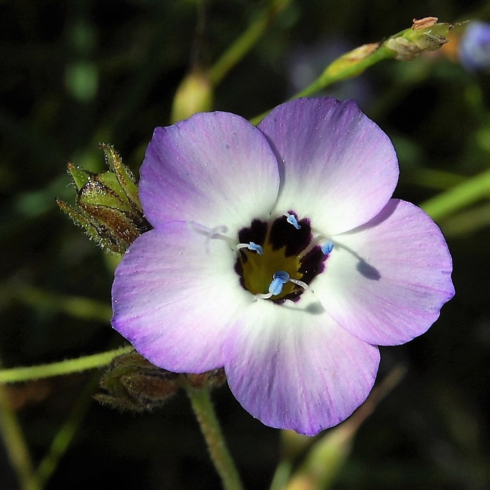 1000 BIRDS EYES Gilia Tricolor Lavender White Native Frangrant Hummingbird Flower Seeds