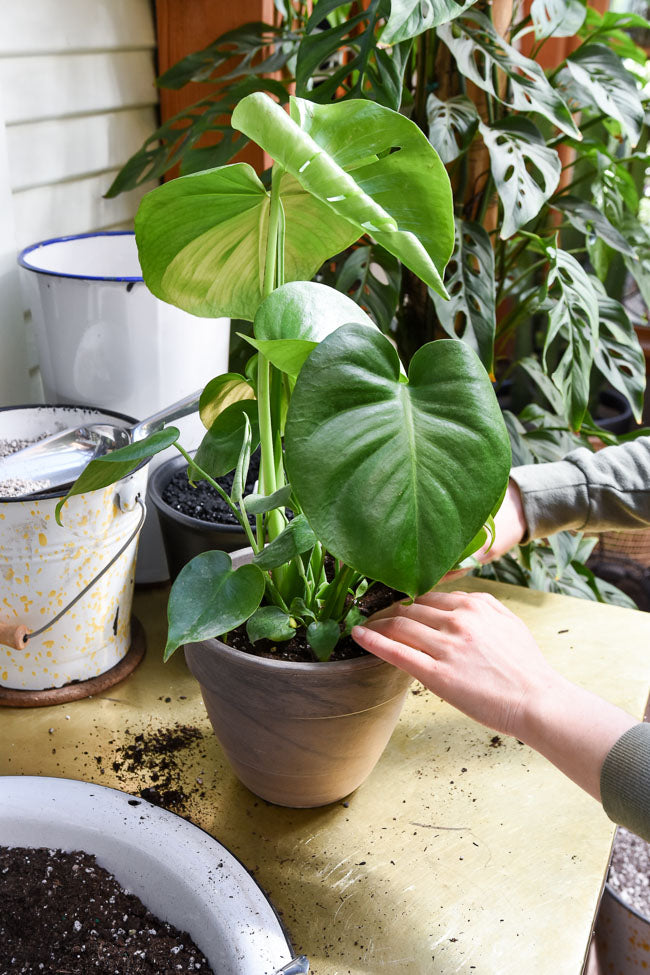 This Monstera deliciosa – Swiss Cheese Plant has been perfectly potted into its new container. Tamping the soil gently helps to remove any lingering air pockets in the soil.