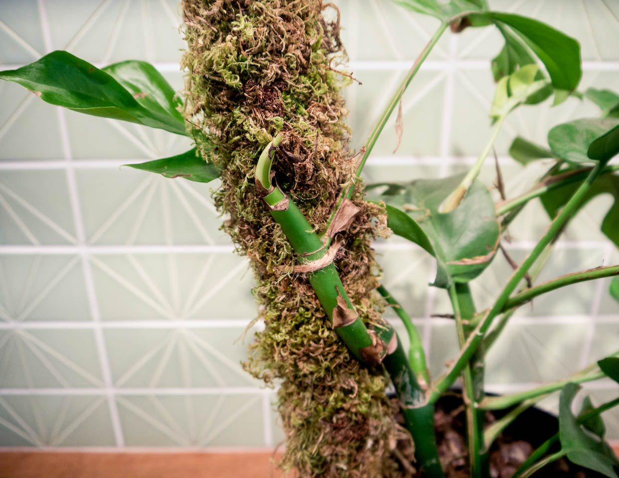 Raphidophora tetrasperma Moss Pole - Pistils Nursery