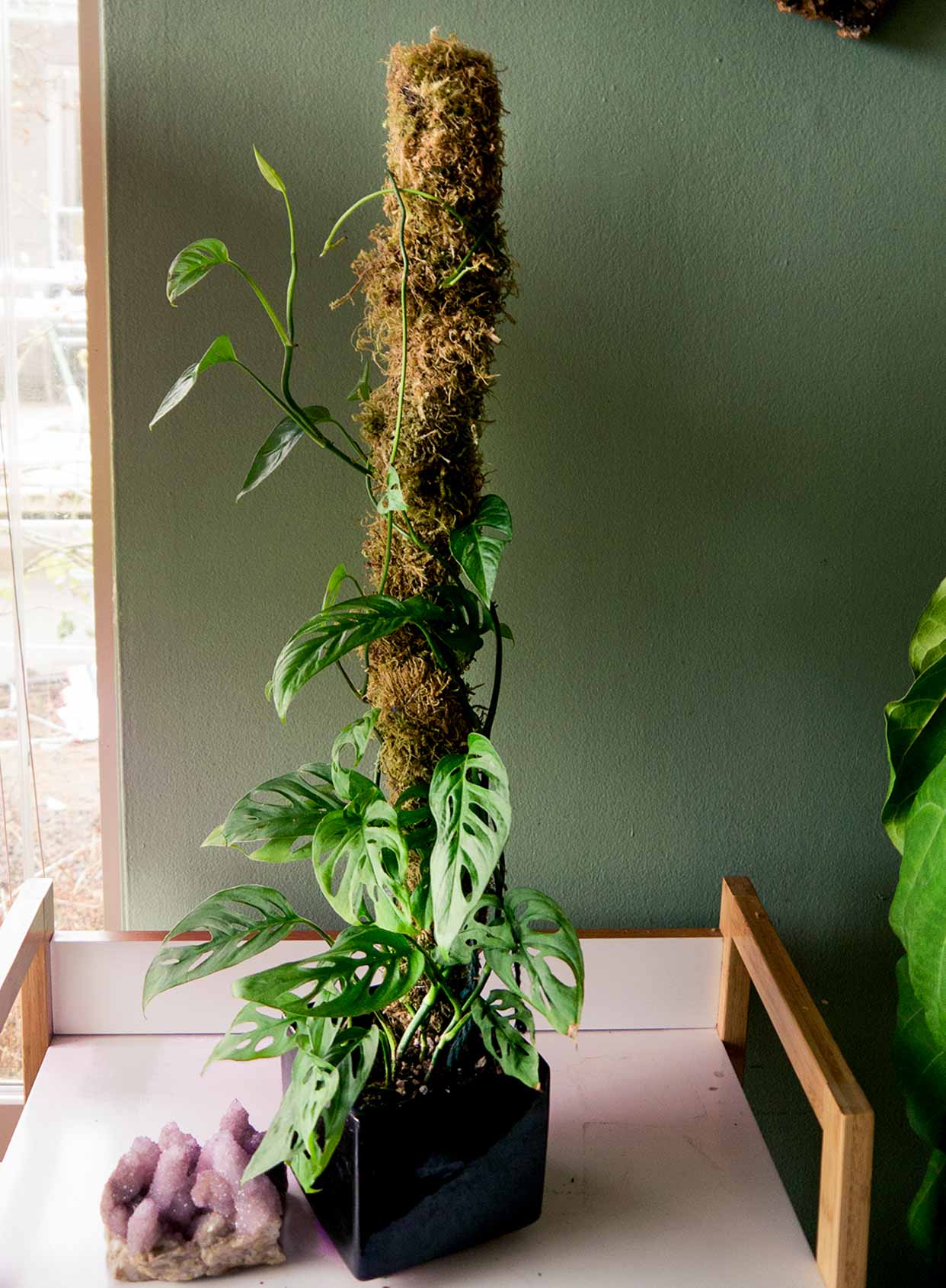 Monstera adansonii Moss Pole - Pistils Nursery