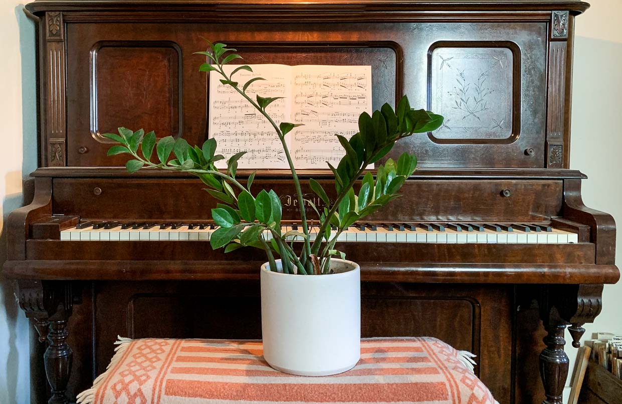Music and Plant Growth - Pistils Nursery