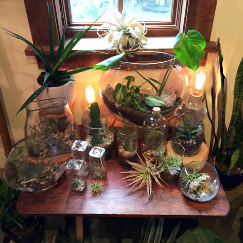 Aeriums and Terrariums at Pistils Nursery