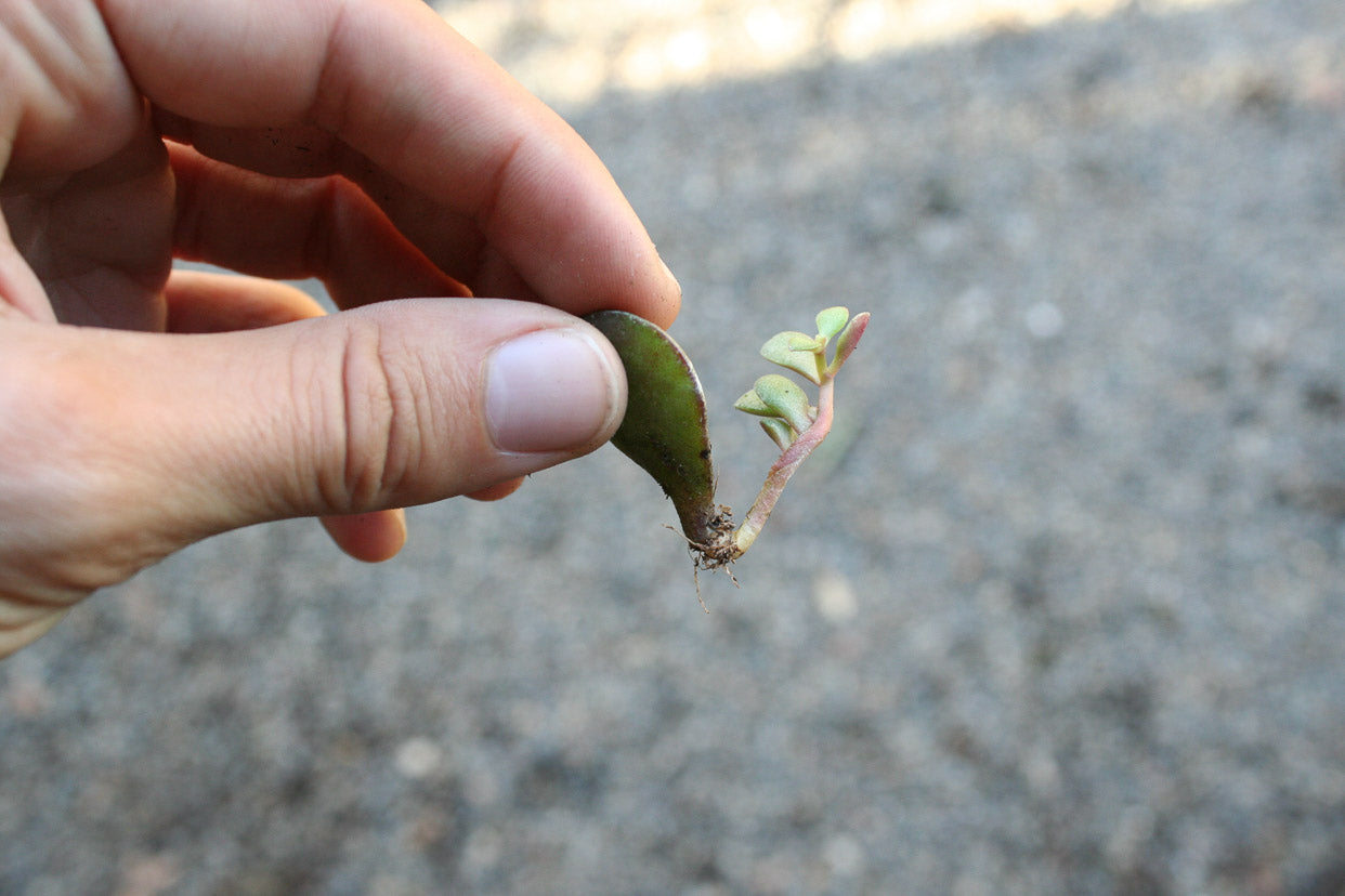 Houseplant Propagation 101 - PIstils Nursery