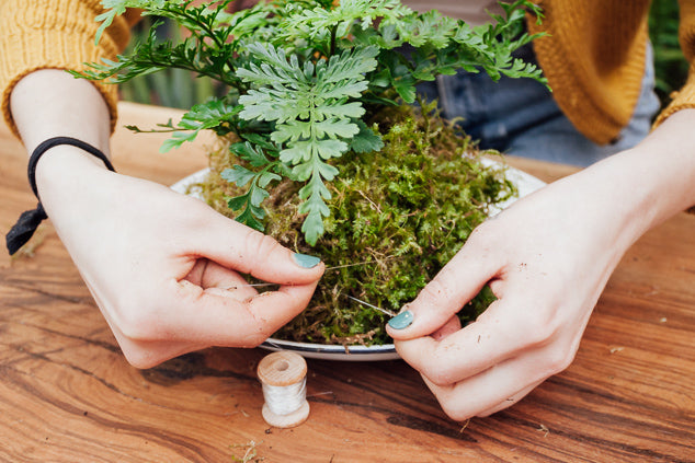 How To make a kokedama - Kokedama kit - Pistils Nursery