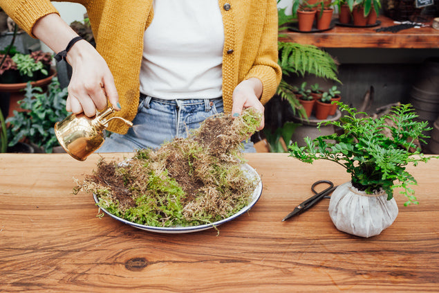 How to make a kokedama - Kokedama kit - Pistils Nursery