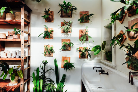 Mounted Staghorn Ferns - Pistils Nursery