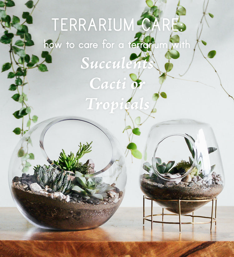 Terraium Care: How To Care For Terrariums - Pistils Nursery