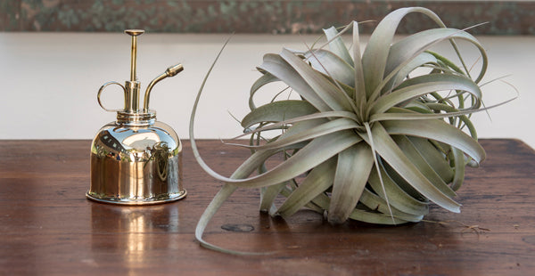 Tillandsia Xerographica and Brass Plant Mister