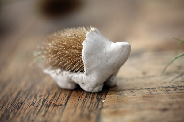 Craft Ideas for Kids Hedgehog Teasel