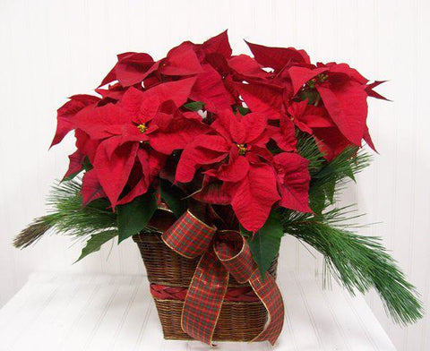 Poinsettia