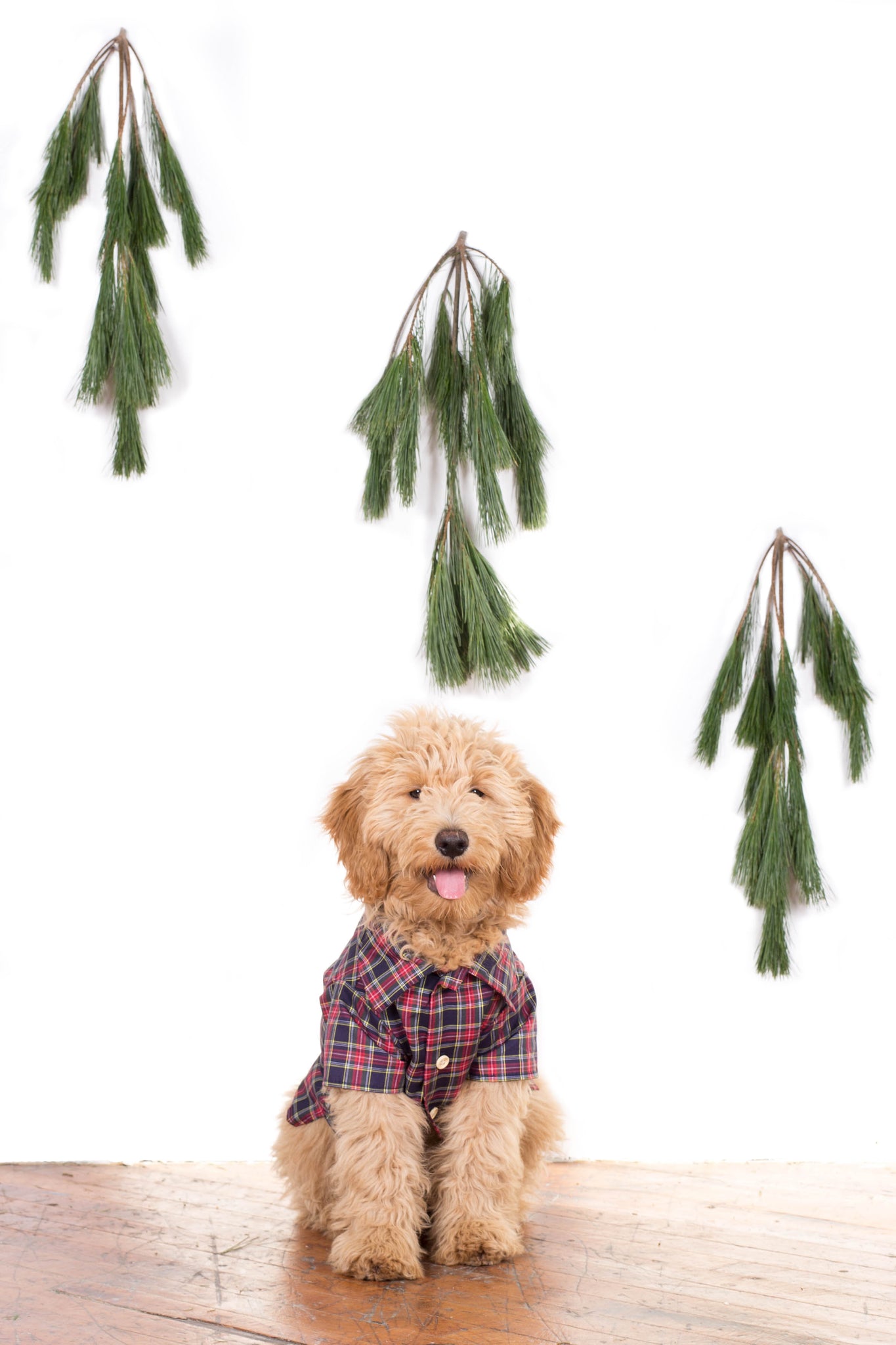 Dog Threads Plaid Shirts for Lucy&Co