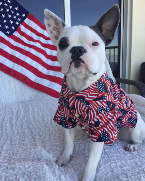 Patriotic Flag Button Down Dress Shirt for Dogs by Dog Threads