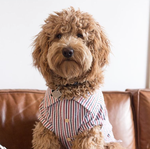 Uncle Sam Pin Stripe Shirt by Dog Threads for Lucy & Co.