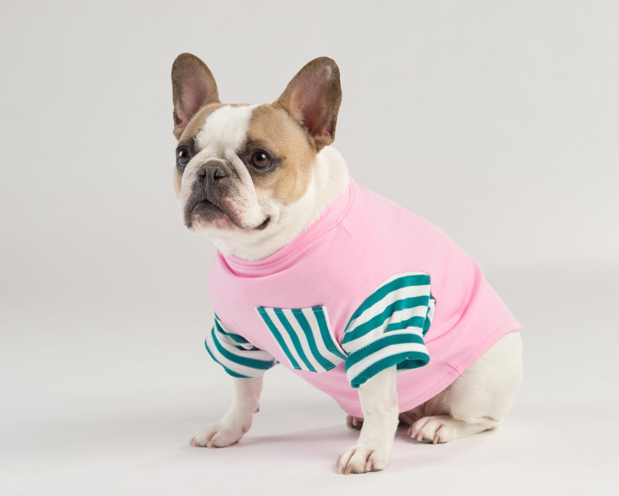 Dog Threads Bright Colorful Dog Clothing Collection for Dog Loves Repeats