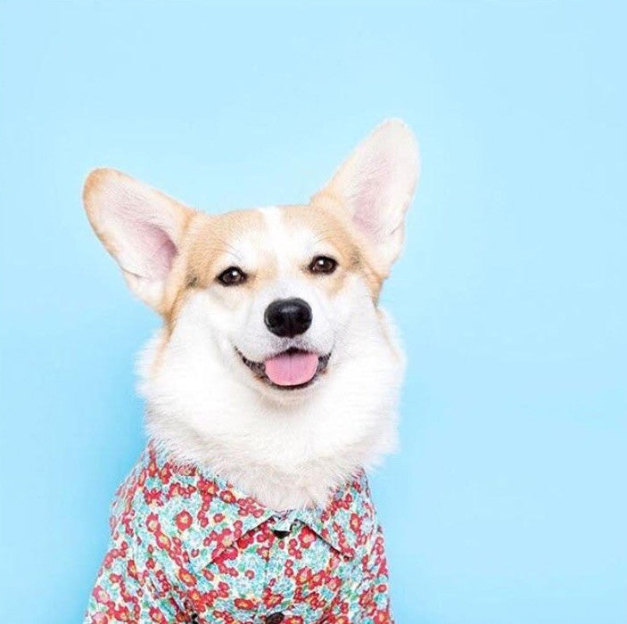 Dogs of Instagram Clothing | Dog Threads Button Down for Lucy & Co.