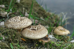 Lentinus spp of mushrooms
