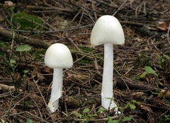 Amanita virosa - non-edible mushrooms